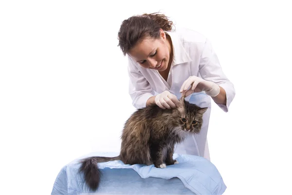 Veterinaria tiene examen médico gato — Foto de Stock