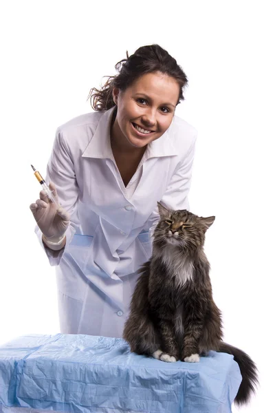 Vacunación. Veterinaria tener examen gato . Imágenes de stock libres de derechos