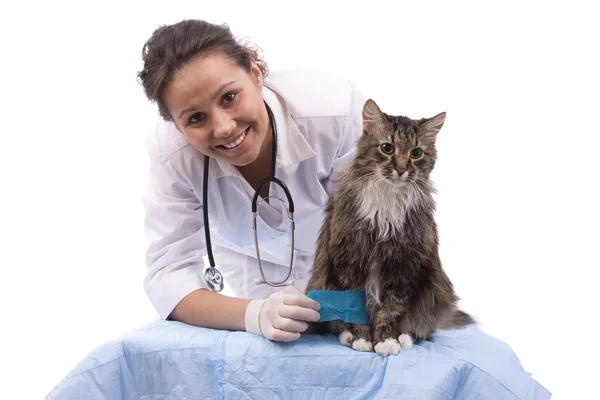 Veterinář mít vyšetření kočka s bolesti nohou — Stock fotografie