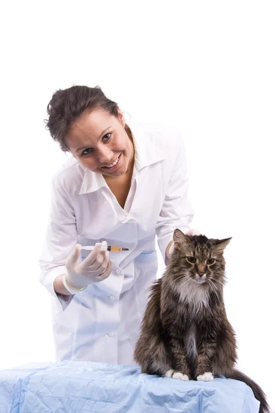 Vacunación. Veterinaria tener examen gato Imágenes de stock libres de derechos