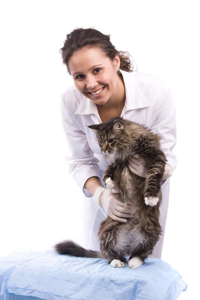Veterinären har en läkarundersökning en katt — Stockfoto
