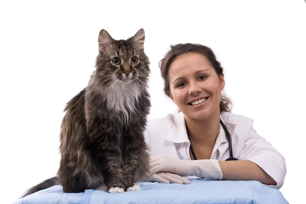 獣医師との猫猫 ストック写真