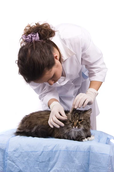 Vet tem um exame médico um gato — Fotografia de Stock
