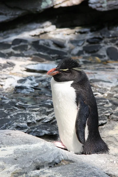 stock image Emperor penguin