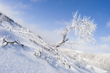 Winter landscape with snowy tree clipart