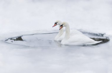 Couple of swans in the ice-hole clipart