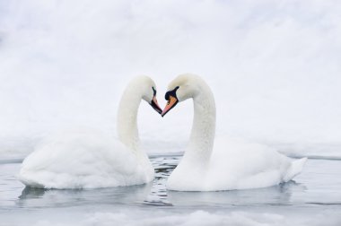 Couple of swans forming heart clipart