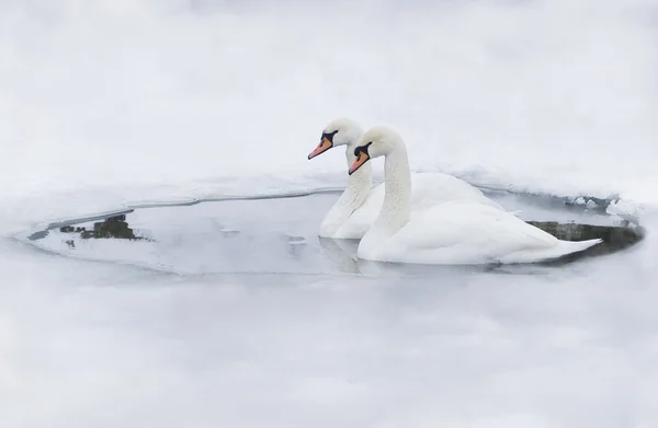Un par de cisnes en el agujero de hielo — Foto de Stock