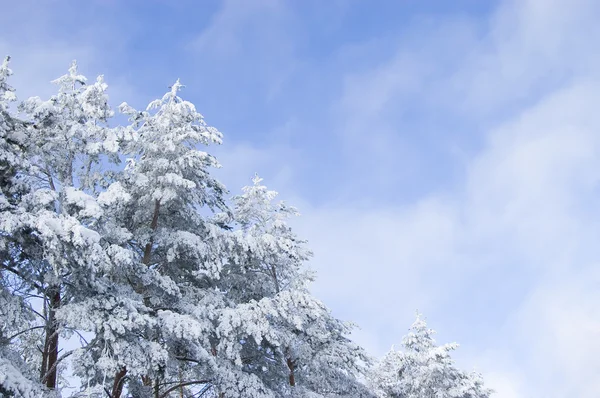 Vinterlandskap med snødekte trær – stockfoto