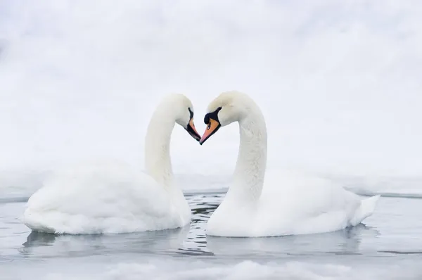 Casal de cisnes formando coração — Fotografia de Stock