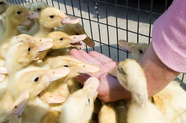 Mão alimentando patos bebê — Fotografia de Stock