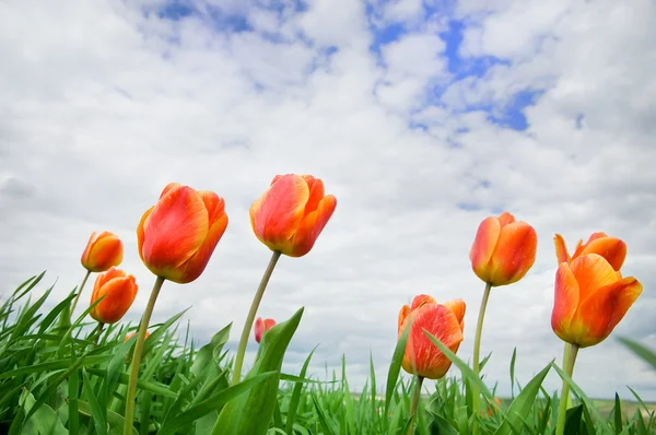 Тюльпаны встают на солнце — стоковое фото