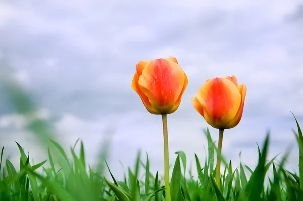 Dvě romantické tulipány pěstování v poli — Stock fotografie