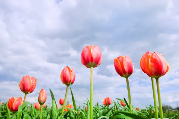 Romantic tulips growing in the field — Stock Photo, Image