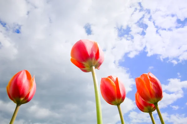 Romantic tulips growing up in the sky — Stock Photo, Image