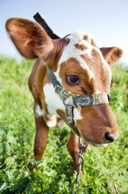 Funny cow portrait clipart