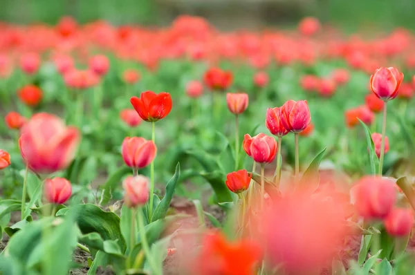 Beautiful tulips in the field — Stock Photo, Image