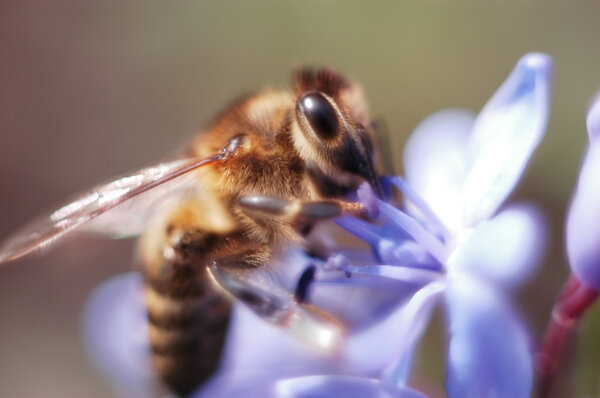 Extreme close-up of a bee