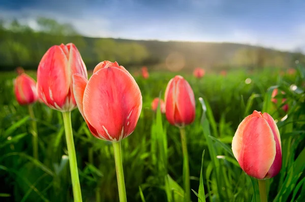 Крупный план красивых тюльпанов в поле — стоковое фото