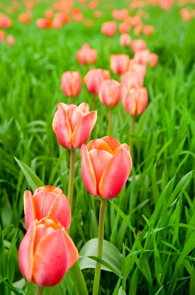 Reihe schöner roter Tulpen auf dem Feld — Stockfoto