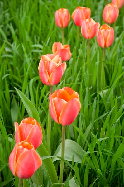 Gyönyörű vörös tulipánok a mezőn — Stock Fotó