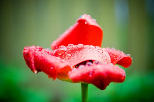 Макроснимок красивого тюльпана с капельками — стоковое фото