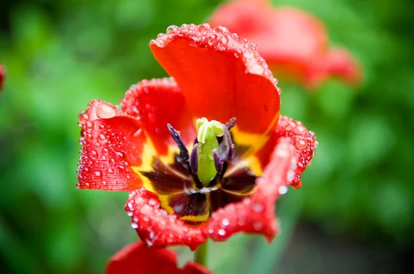 Colpo macro di un tulipano aperto con gocce — Foto Stock