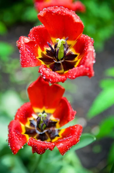 Крупный план двух тюльпанов с капельками — стоковое фото