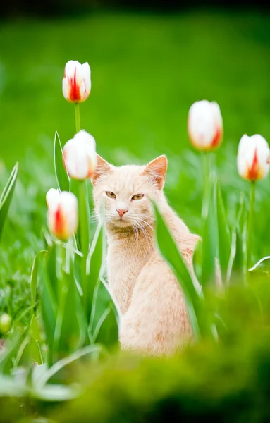 Gato engraçado sentado no campo de tulipas — Fotografia de Stock