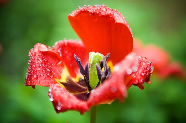 Makroaufnahme einer offenen Tulpe mit Tropfen — Stockfoto