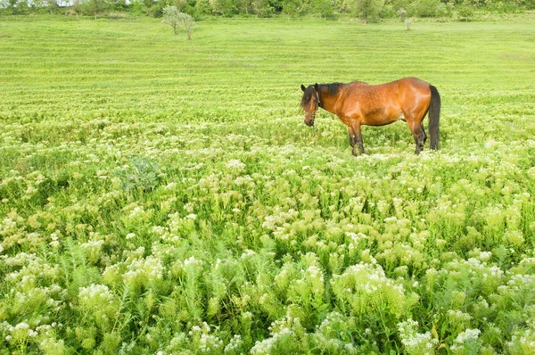 Wiejski krajobraz z konia — Zdjęcie stockowe