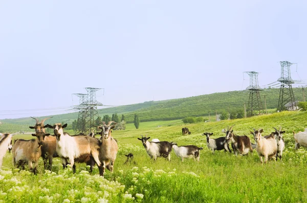 Grasland met grappige geiten — Stockfoto
