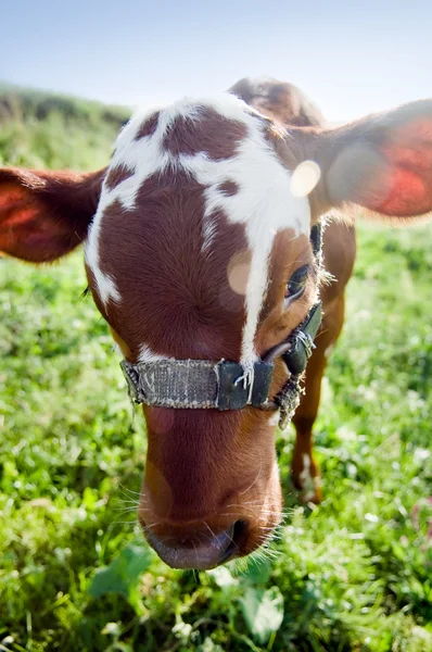 Divertente ritratto di mucca — Foto Stock