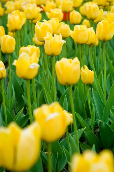 아름 다운 노란 튤립 — 스톡 사진