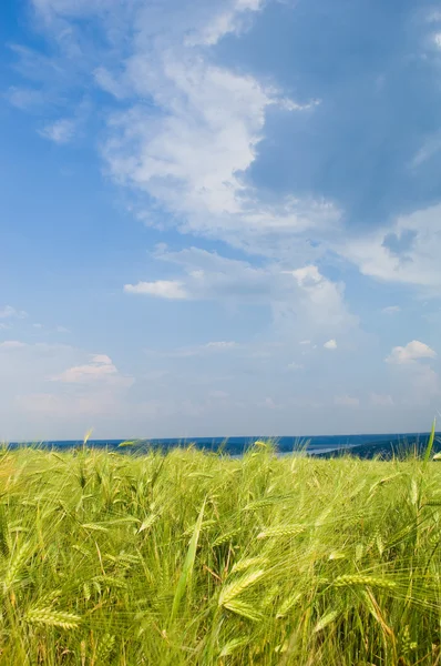 Hermoso paisaje rural con fie de trigo — Foto de Stock