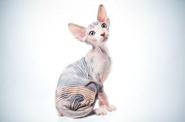 Funny sphinx cat clipart