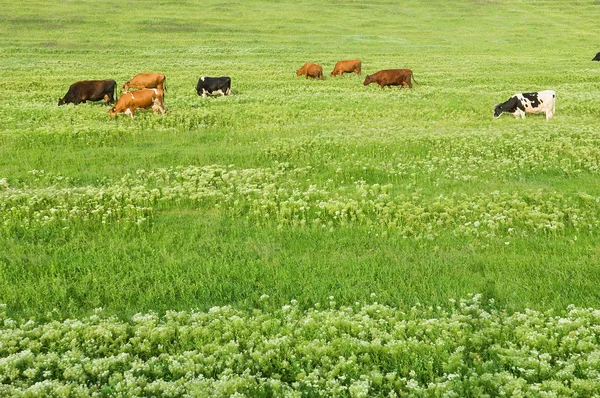 与奶牛的绿色草坪 — 图库照片