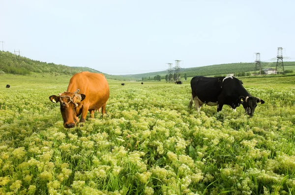 两个牛在牧场 — 图库照片