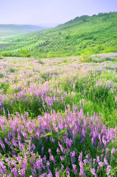 Красивый пейзаж с фиолетовыми цветами — стоковое фото