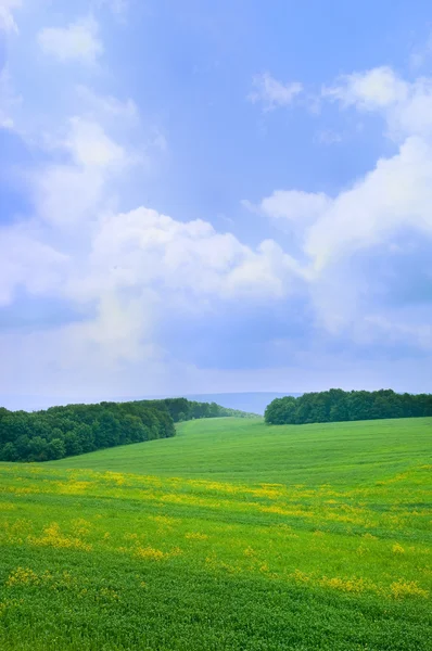 Літній пейзаж з блакитним небом — стокове фото