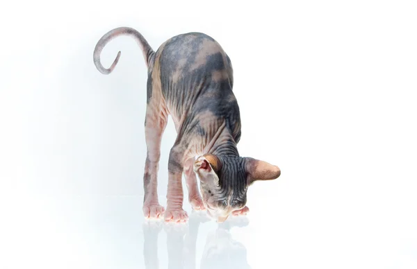 Смешной котенок-сфинкс смотрит на свой рефлекс — стоковое фото