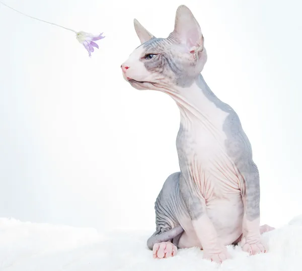 Gato esfinge engraçado com flor — Fotografia de Stock