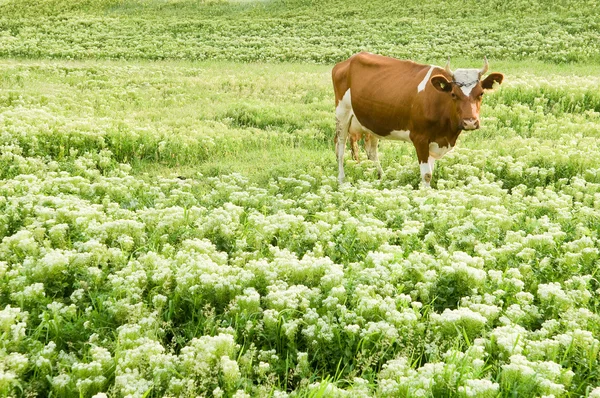 Смішна коричнева корова в пасовищі, фокус на — стокове фото