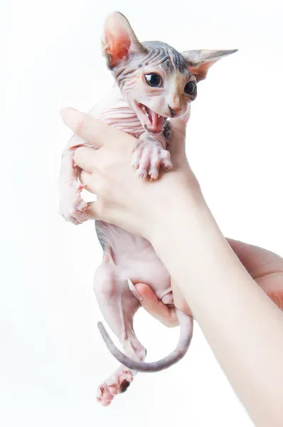 Kvinnelige hender med redd sfinks kitte – stockfoto