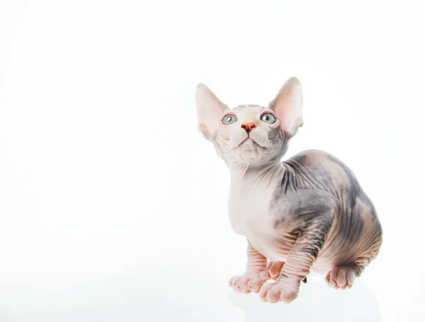 Engraçado esfinge gato olhando para cima — Fotografia de Stock