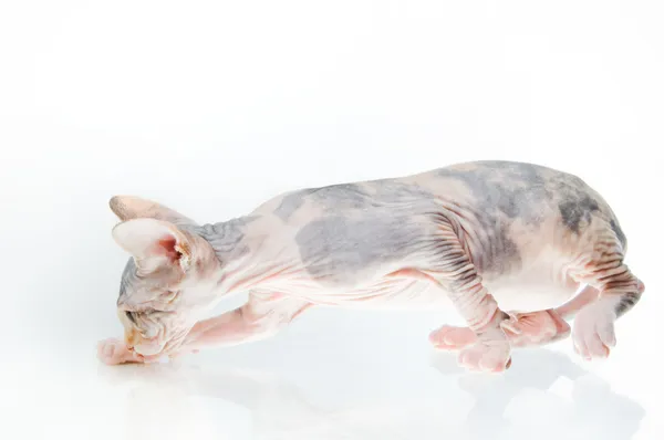 Смешная кошка-сфинкс — стоковое фото