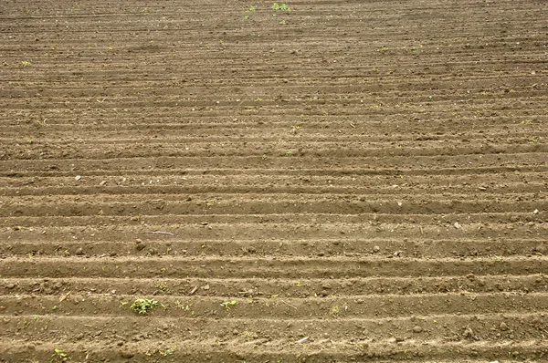 stock image Soil texture