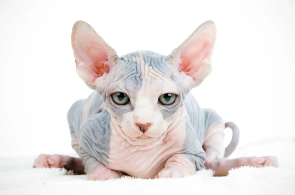 Смішні Сфінкс кішка — стокове фото