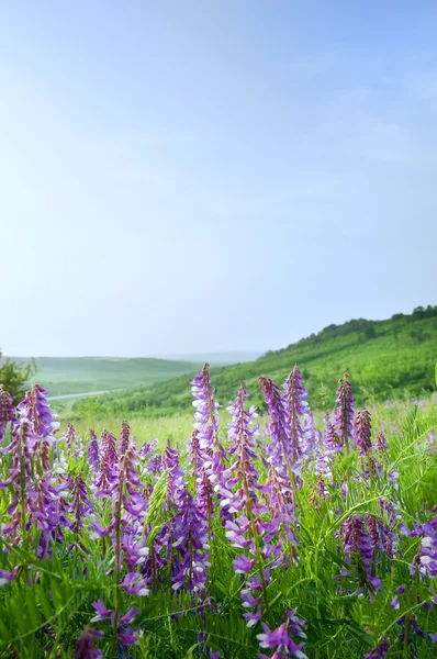 Schöne ländliche Landschaft — Stockfoto