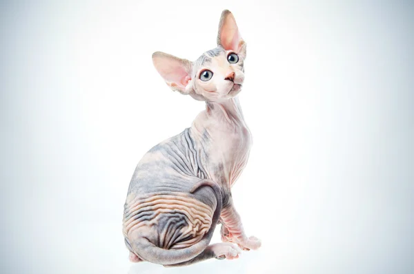 재미 있는 스핑크스 고양이 스톡 사진